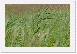 sarakerttunen aquatic warbler * 3872 x 2592 * (3.75MB)